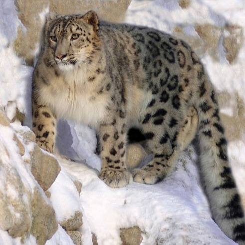 Snow Leopard